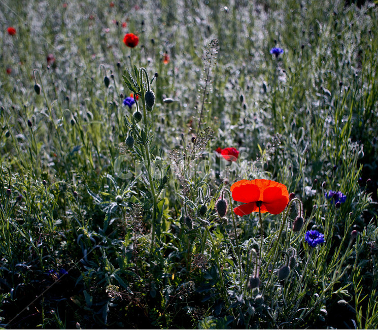 양귀비,개양귀비,금피화,여흔화,우미인초,식물,자연,plants,nature,꽃,flower