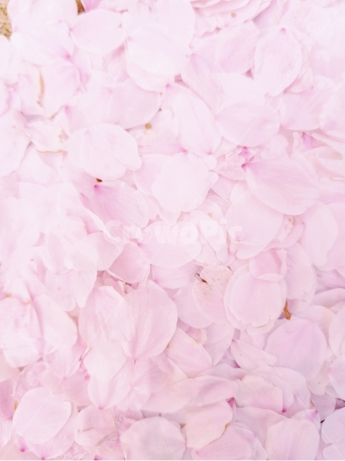 벚꽃,배경,꽃배경,핑크,포근,기분좋은날,봄,봄,계절,spring,season,꽃,flower,blossom,petal,꽃잎,plant,식물