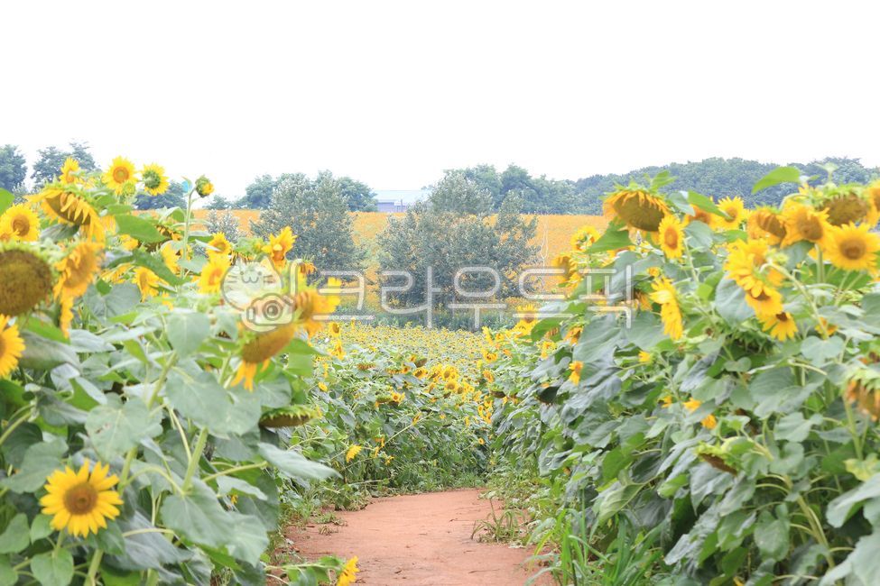 안성팜랜드,안성,팜랜드,풍경,꽃,식물,flower,해바라기
