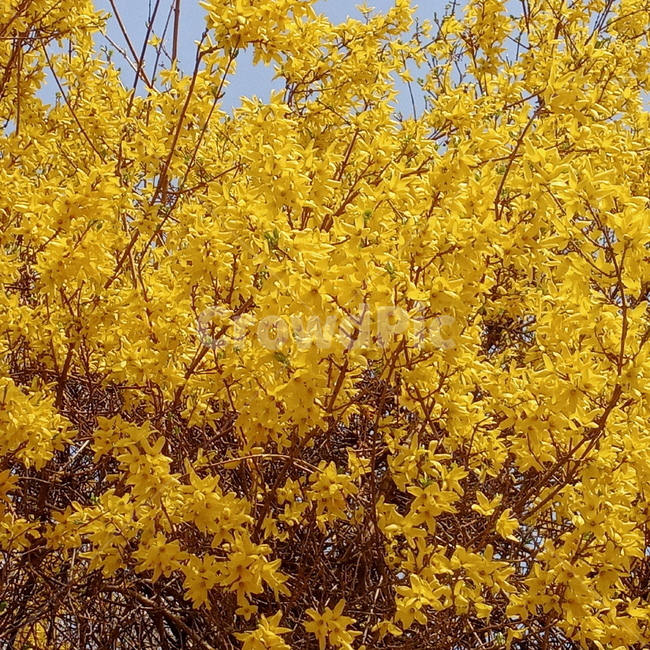 자연,봄,꽃,개나리,노랑,노란색,계절,식물,따뜻함,감성,plants,nature,flower,plant,springseason,sensiblefeeling