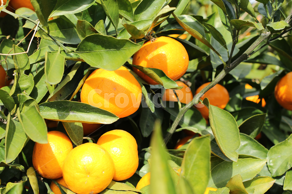 제주,귤,과일,주황,jeju,tangerine,fruit,orange,citrusfruit,과일,열매,fruit