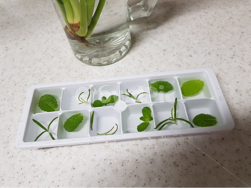 허브얼음,허브,얼음,herb,허브아이스,herbice,로즈마리,애플민트,rosemary,applemint,여름,계절,summer,season,nature,자연,ice,빙,outdoors,옥외