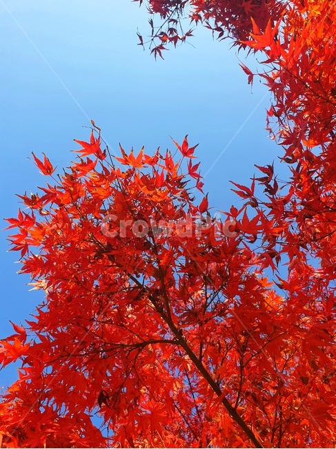 leaf,잎,plant,식물,tree,나무,단풍,maple,가을,계절,fall,autumn,season