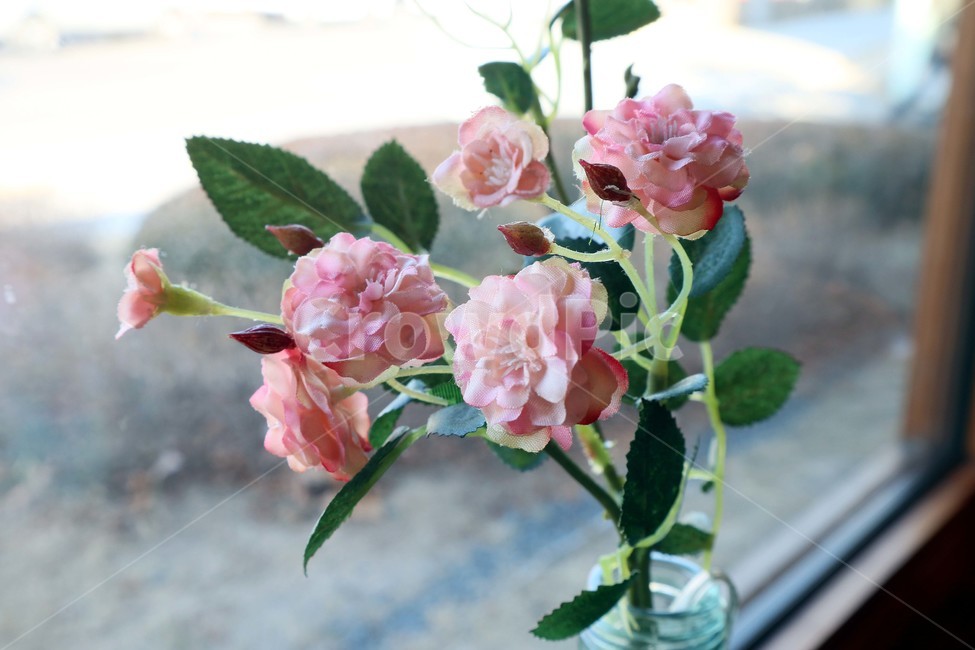 장미,장미꽃,꽃,로즈,rose,식물,자연,plants,nature,꽃,flower