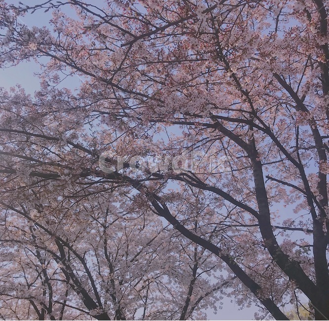 나무,벚꽃,색감,핑크,꽃,감성,하늘
