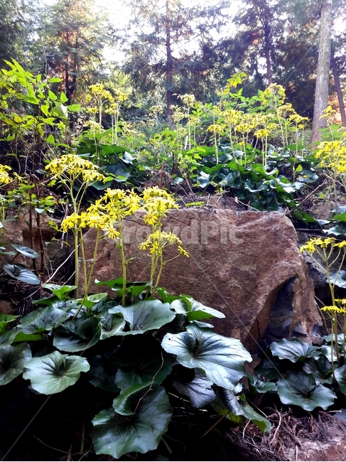 털머위꽃,꽃,flower,fall,가을꽃,산야초,plant,식물,허브,herbs,planter,pottedplant,화분,vase,항아리,pottery,도기류,jar,식물,자연,plants,nature,꽃,flower