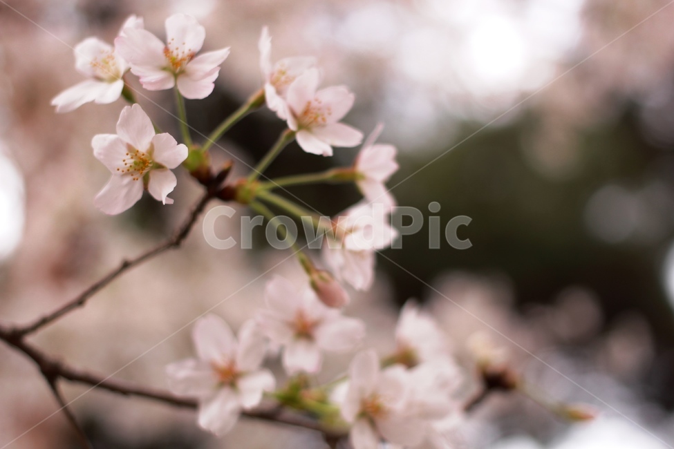 봄,벚꽃,벚꽃나무,감성사진,봄꽃,봄풍경,봄,계절,spring,season,식물,자연,plants,nature,꽃,flower,plant,blossom,cherry blossom