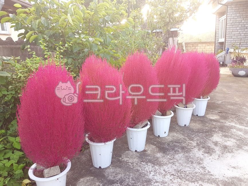 댑싸리,홍댑싸리,홍댑싸리,가을댑싸리,핑크댑싸리