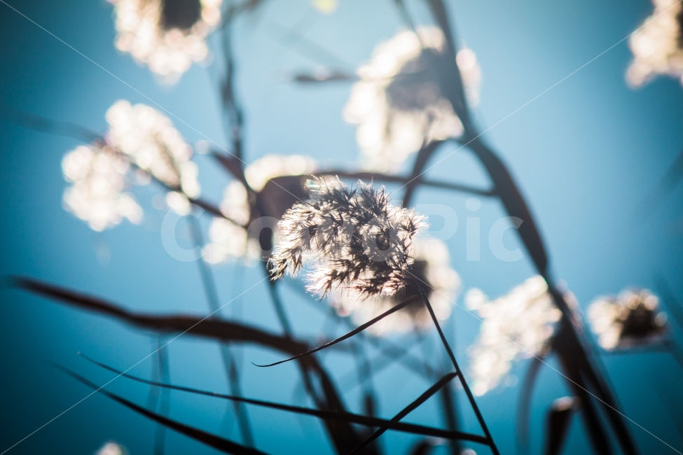 갈대,바람,역광,가을,겨울,가을,계절,fall,autumn,season,휴식,힐링,rest,relaxation,healing,식물,자연,plants,nature,감성,sensible,feeling,plant,flower,꽃,blossom