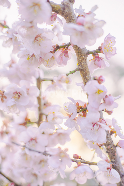 봄,매화,매화나무,꽃,감성,감성사진,분홍,핑크,pink,flower,flowers,spring,힐링,치유,사진,스냅,스냅사진,봄사진,마음,햇살,봄,계절,spring,season,식물,자연,plants,nature,꽃,flower,감성,sensible,feeling,plant,blossom