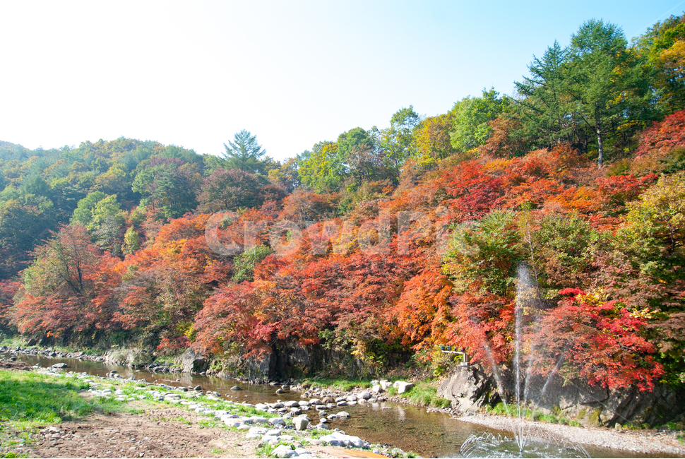 단풍,강원도단풍,단풍잎,태백단풍축제,가을태백,가을,계절,fall,autumn,season