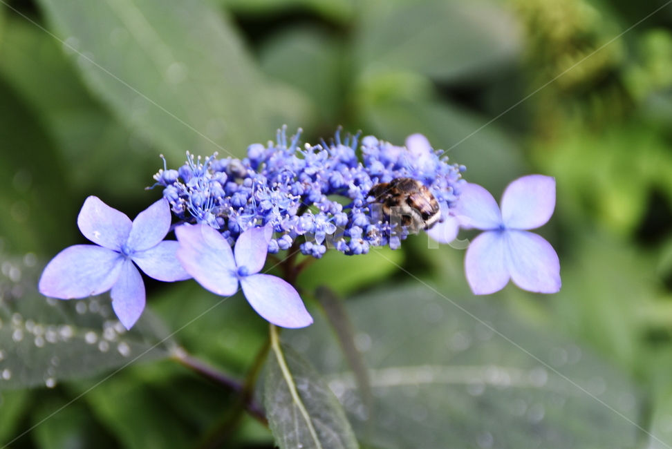 수국,곤충,hydrangea,bug,꽃,식물,여름