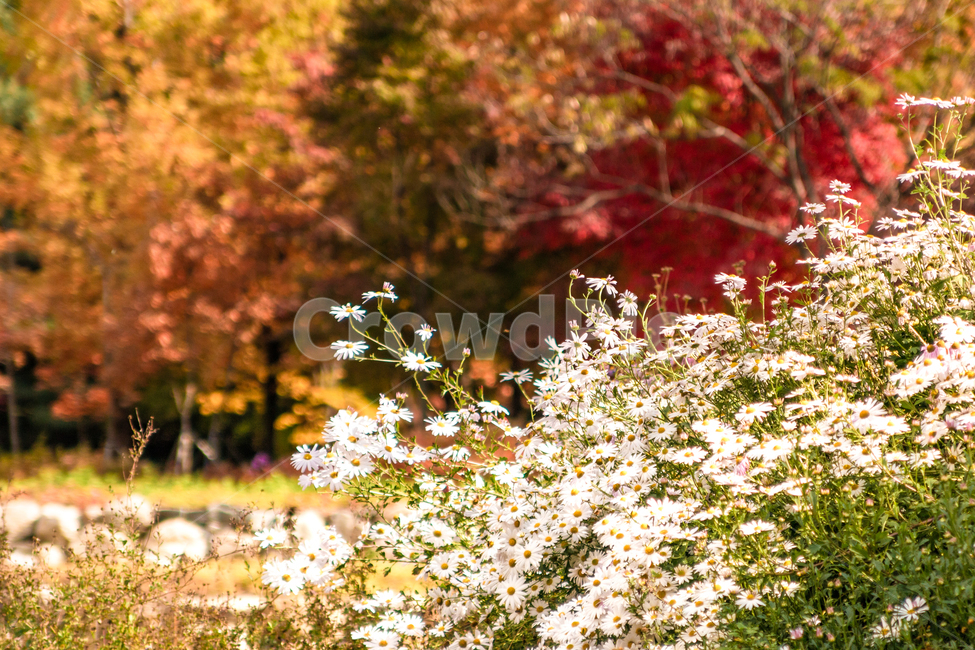 가을,autumn,자연,nature,공원,park,나들이,picnic,야외,outdoor,맑은날,day,식물,plant,꽃,flowers,단풍,leaves,나무,tree,가을,계절,fall,autumn,season