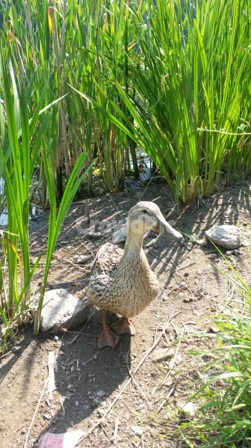 오리,호숫가,덕,기러기목,오리발,동물,animal,조류,새,birds