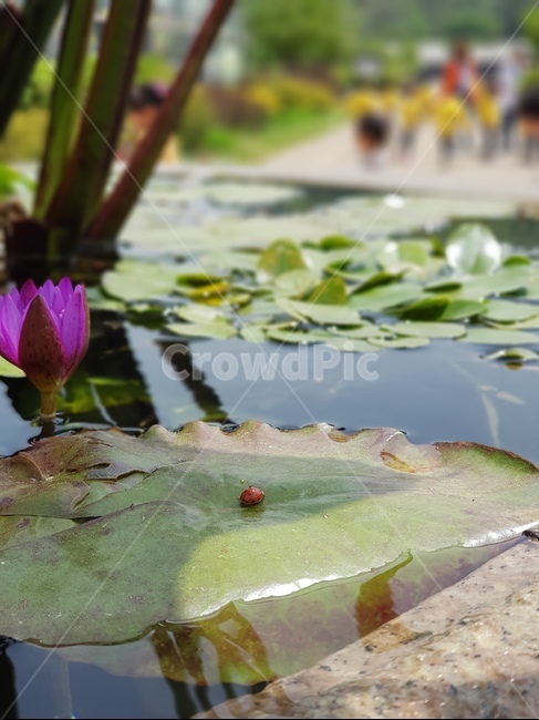 plant,식물,flower,blossom,꽃,lily,무당벌레,연꽃,식물,자연,plants,nature