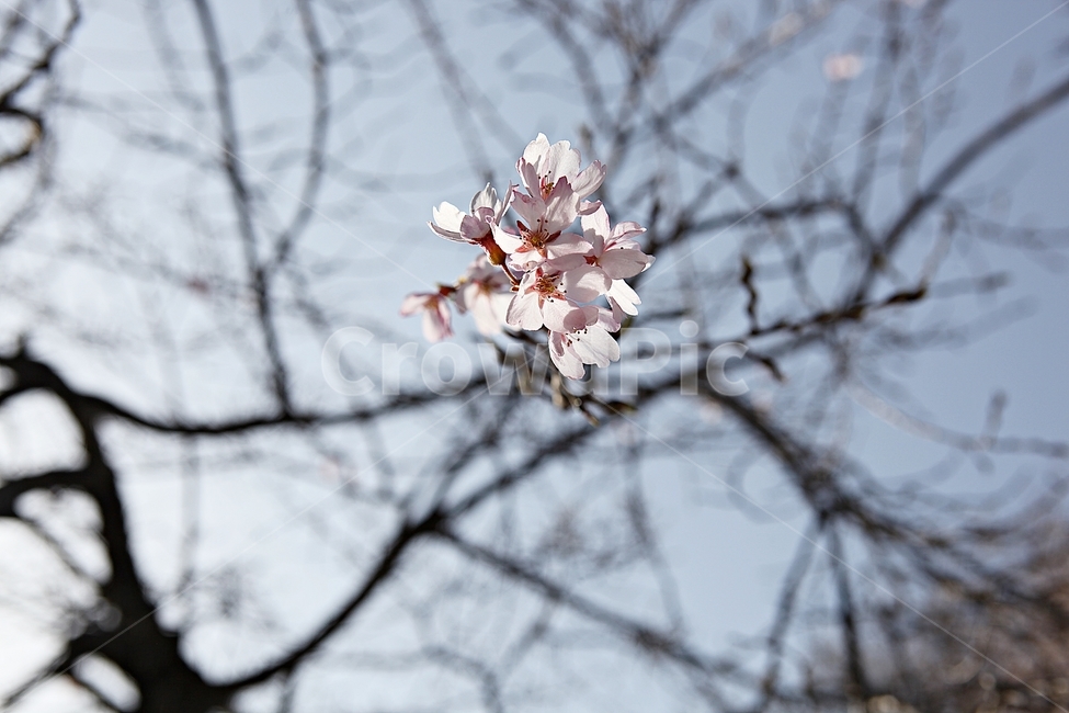 벗꽃,벗나무,꽃,봄꽃,벗꽃잎,꽃잎,식물,자연,공원,식물,자연,plants,nature,꽃,flower