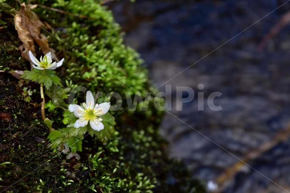 모데미풀,봄,야생화,꽃,청태산,강원도,봄꽃,고산야생화,감성,wildflower,산꽃,봄야생화,계곡,꽃말,슬픈추억,아쉬움,MegaleranthissaniculifoliaOhwi,금매화아재비,운봉금매화,식물,자연,식생,생태,식물,자연,plants,nature,꽃,flower