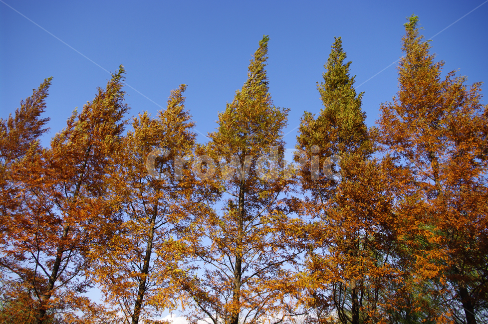 autumn,가을,나무,단풍,식물,가을,계절,fall,autumn,season,자연,풍경,nature,landscape,tree,plant,fir,전나무,conifer,구과 식물