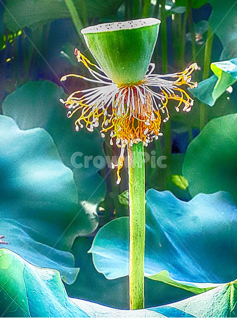 plant,식물,연꽃,lotus,연밥,연자육,식물,자연,plants,nature