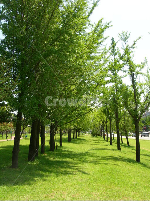 나무,숲,자연,휴식,힐링,초록,tree,forest,nature,rest,healing,green