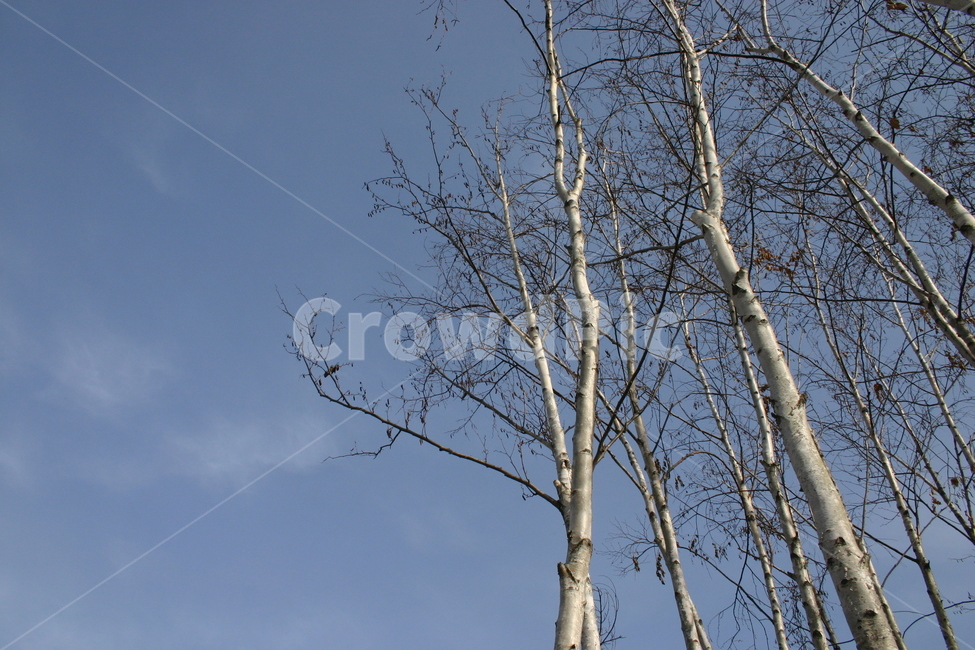 자작나무,겨울,하늘,나무,쓸쓸함,birch,tree,sky,nature,blue,branch,trees,winter,forest,branches,wood,season,plant,landscape,outdoor,day,white,trunk,bare,clouds,natural