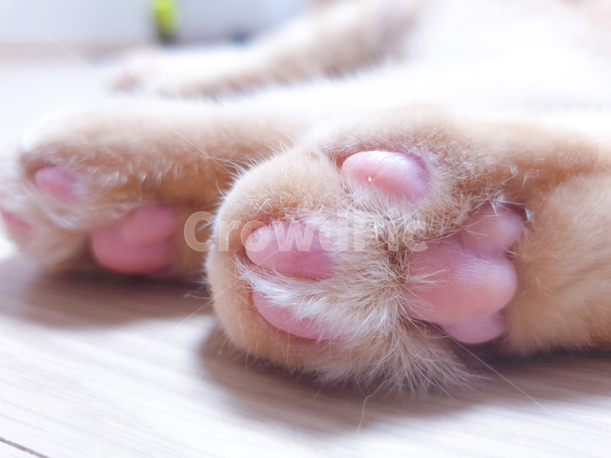 sole,pink,cats paw,Loveliness,Pink Jelly,cat paws,romantic,cat,cuteness,jelly,pet,jelly cushion