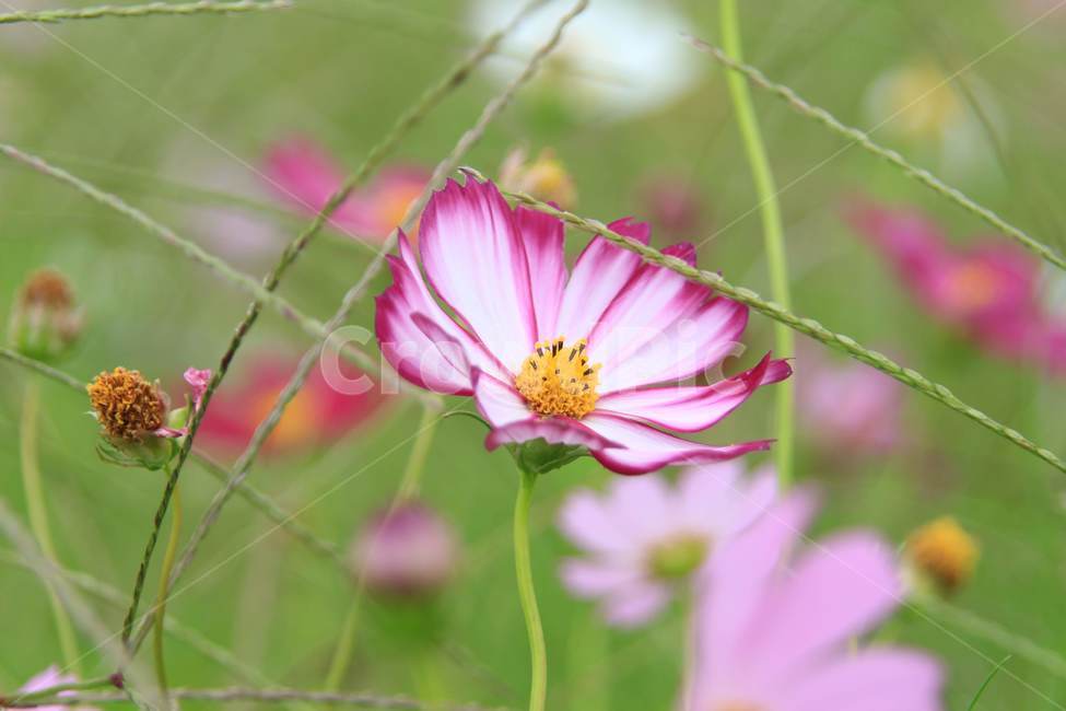 강변,꽃,가을,코스모스,공원,가을,계절,fall,autumn,season,식물,자연,plants,nature,꽃,flower,plant