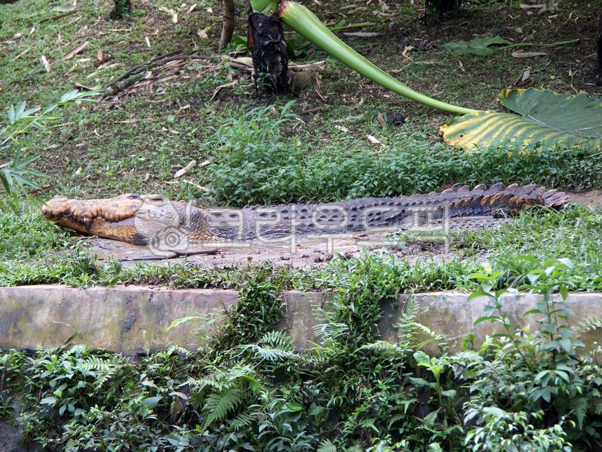 crocodile,Indonesian Crocodile,animal,reptile,Zoo