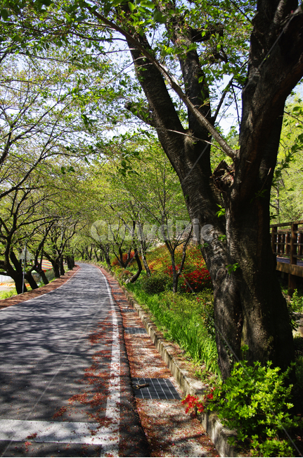 하동,길,벚꽃나무,식물,plant,봄,spring,초록,자연,풍경,nature,landscape,tree,나무,tree trunk,나무 줄기