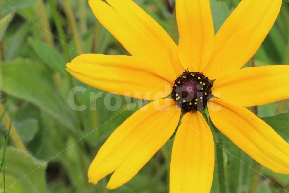 꽃,노란색,canon100D,여름,flower,식물,자연,plants,nature,꽃,flower
