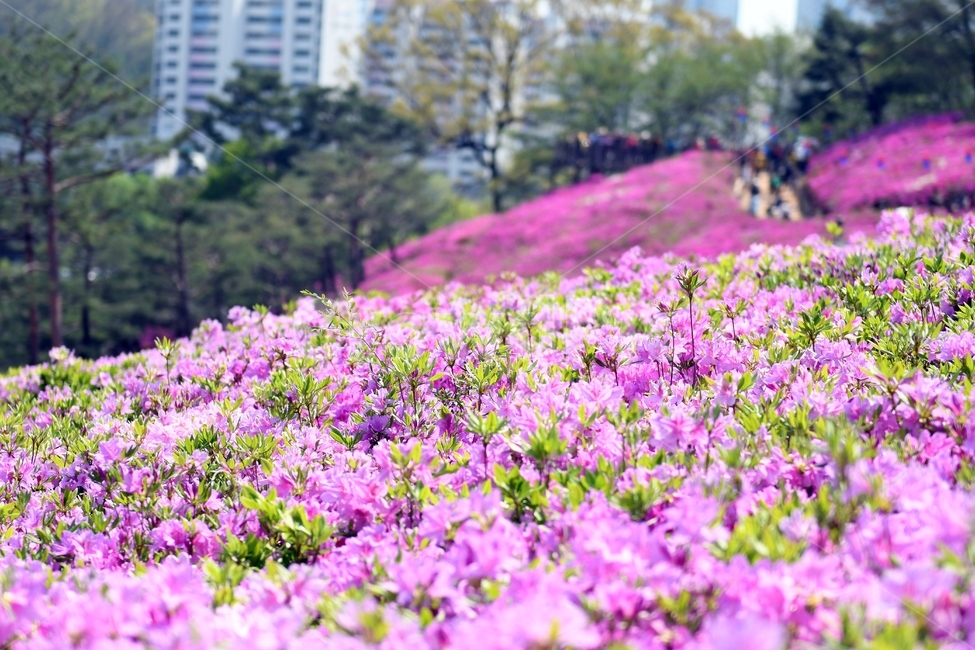 철쭉,철쭉동산,꽃,철쭉꽃,철쭉축제,군포,봄,봄,계절,spring,season,식물,자연,plants,nature,꽃,flower,blossom,geranium,제라늄,plant