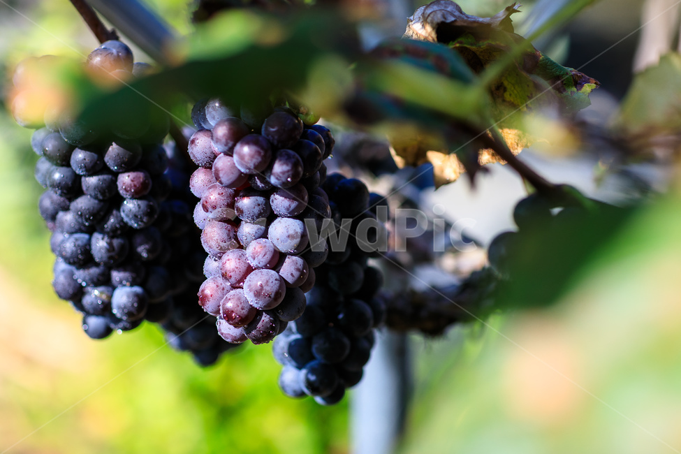 포도,수확,가을,포도나무,과일,포도원,익은,열매,농촌,과일,열매,fruit,산업,industry,industrial,농업,농사,agriculture,farming,farming industry