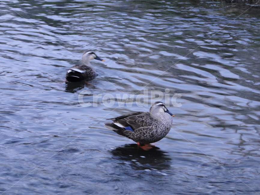 감성사진,오리,강,물,동물,오후,duck,river,animal,동물,animal,조류,새,birds