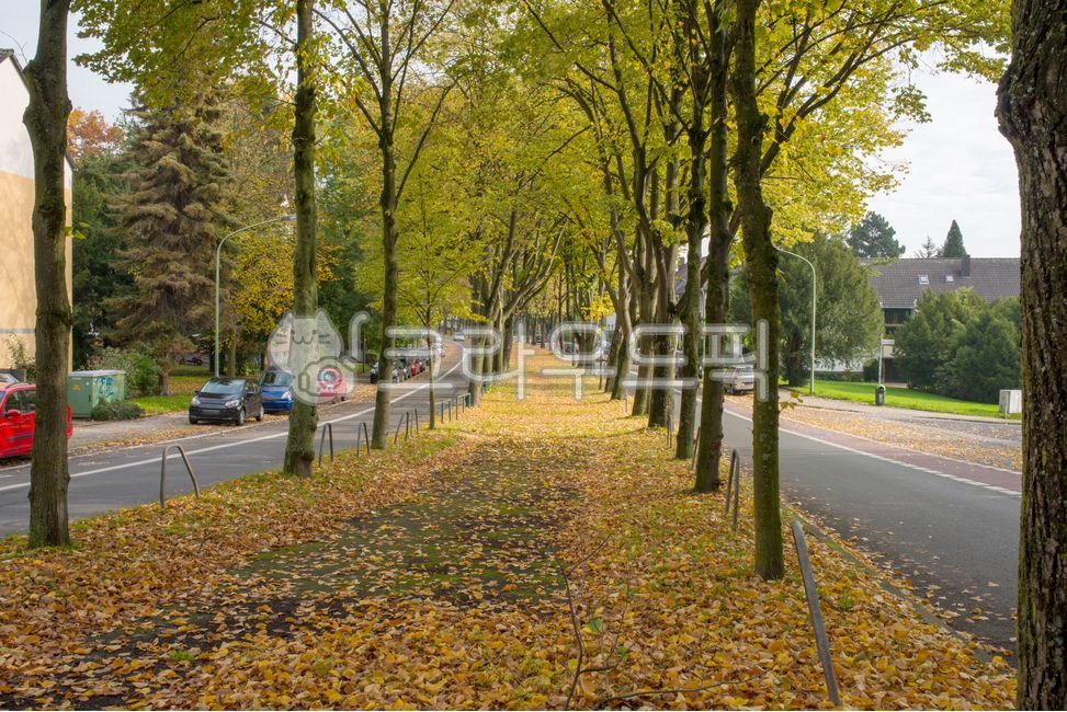autumn,tree-lined road,fallen leaves,street,cityscape,nature,walking path,tranquility,trees,road,autumn,street,leaves,cityscape,nature,trees,calm,path,urban,season