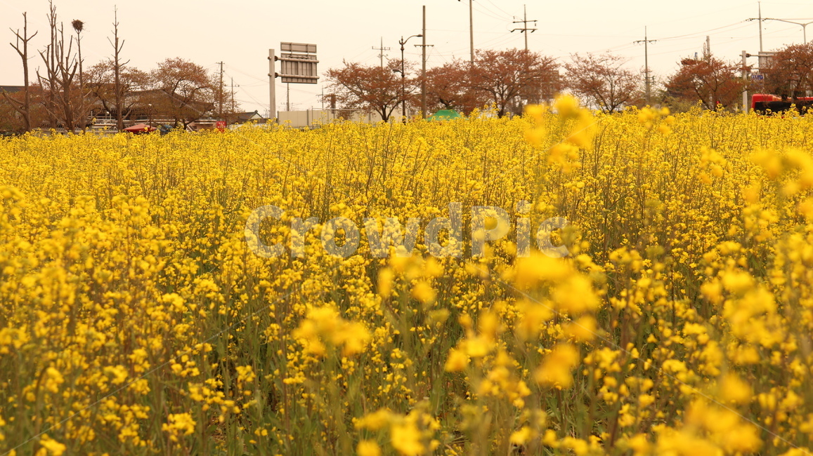 flower,유채꽃,봄날,감성사진,꽃밭,노란색,spring