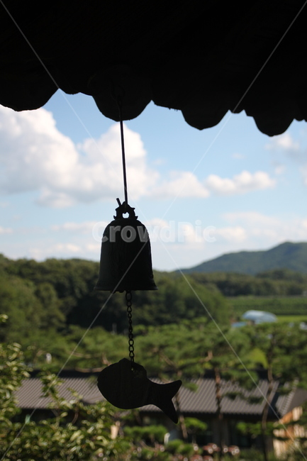 풍경,정자,역광,물고기,검은,고요한