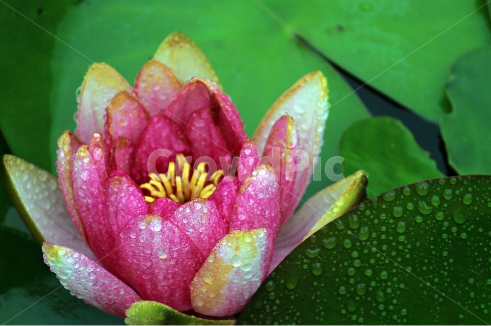 연꽃,비,녹색,빨강,인연,우아,영원회귀,식물,자연,plants,nature,꽃,flower