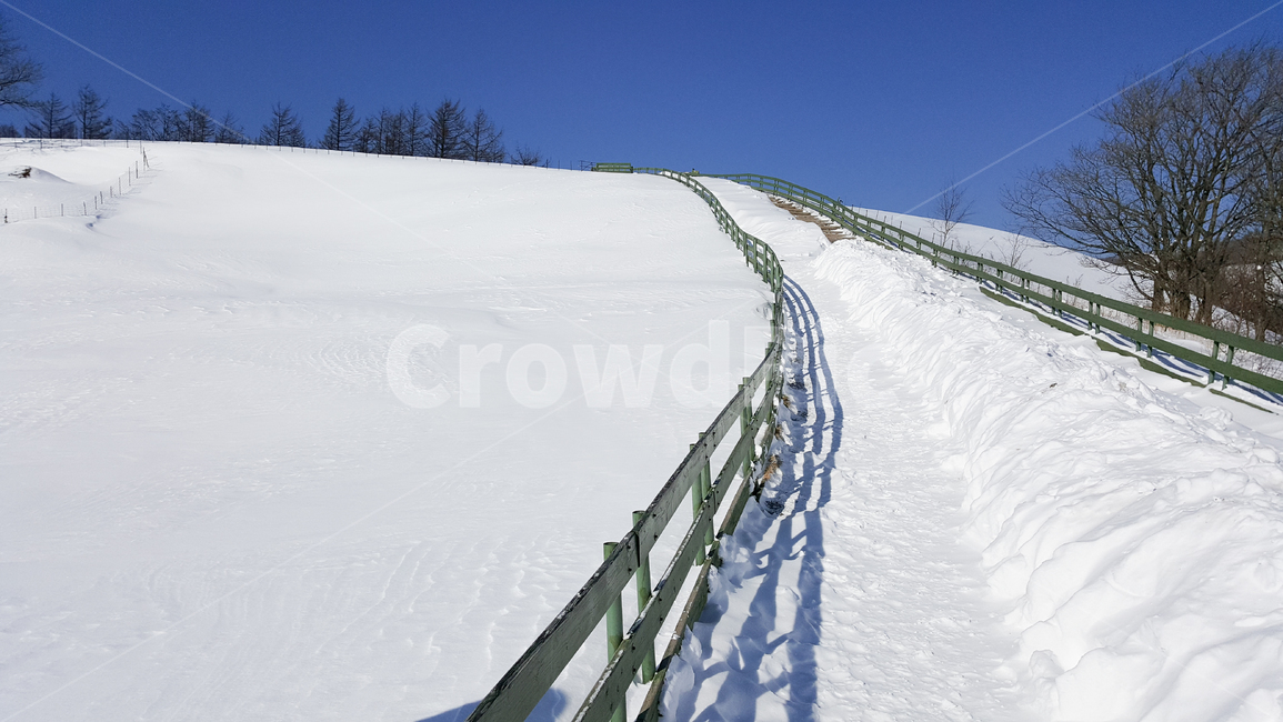 눈,snow,겨울,나무,winter,겨울,계절,winter,season