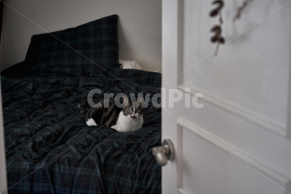 cat,고양이,pet,애완동물,animal,동물,home,집,동물,animal,포유류,mammal,고양이,cat,kitten,kitty