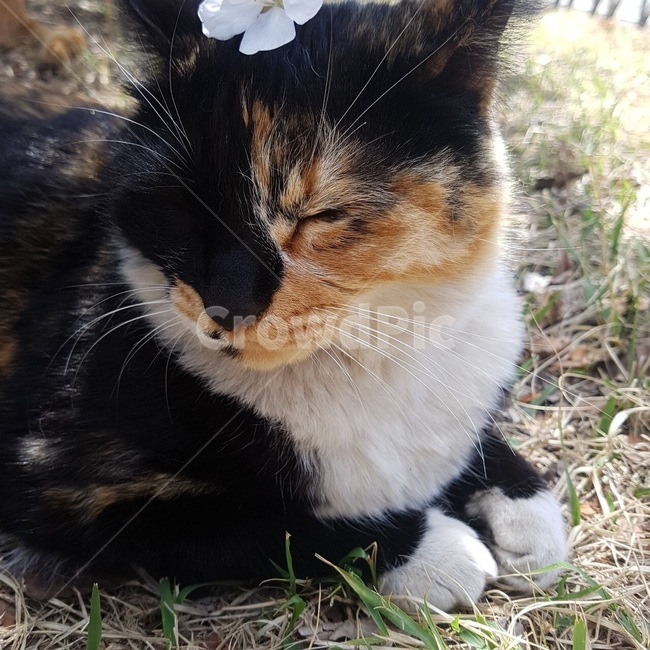 고양이,cat,봄,햇빛,꽃,동물,animal,포유류,mammal,고양이,cat,kitten,kitty