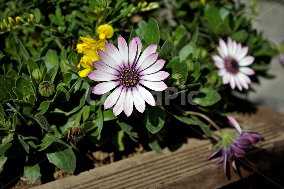 봄,정원,가드닝,원예,원예식물,화려,식물,꽃,bloom,colorful,floral,flower,gardenflowers,happymind,life,nature,plant,spring,garden,scent,healing,오스테오스펄멈,자연,아프리카원산,아프리칸데이지,Osteospermum,디모르포테카,데모루,오스테오스퍼멈