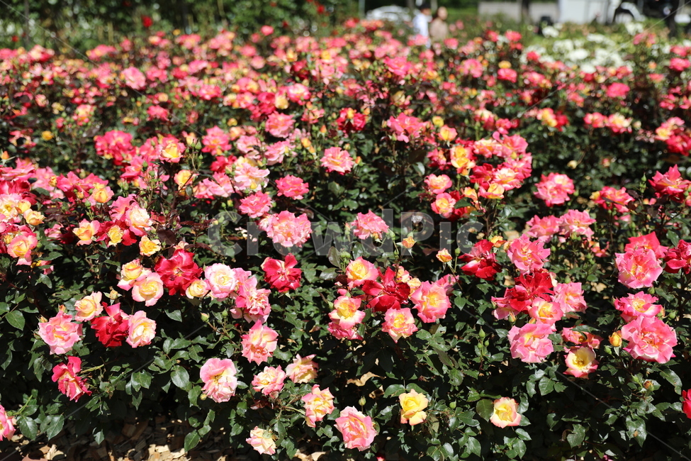 장미,장미꽃,장미공원,장미광장,로즈가든,로즈,식물,자연,plants,nature,꽃,flower