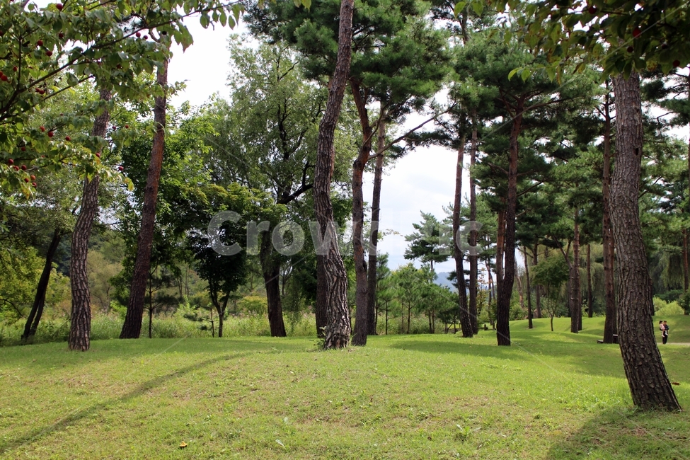남이섬,자연,숲,풍경,잔디,여유,휴식,푸른,초록,자연,풍경,nature,landscape,tree,나무,plant,식물,tree trunk,나무 줄기