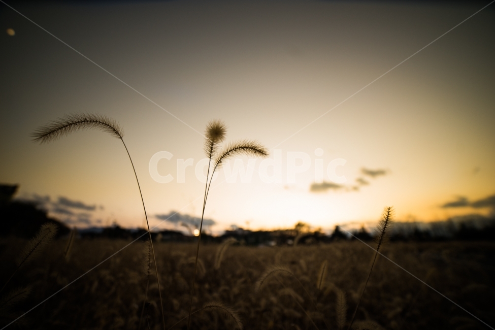 강아지풀,노을,저녁하늘,주황,따듯함,풍경,하늘,저녁,sunset,고요함,autumn,식물,11월,가을,계절,fall,autumn,season,식물,자연,plants,nature,감성,sensible,feeling,grass,잔디,plant,lawn