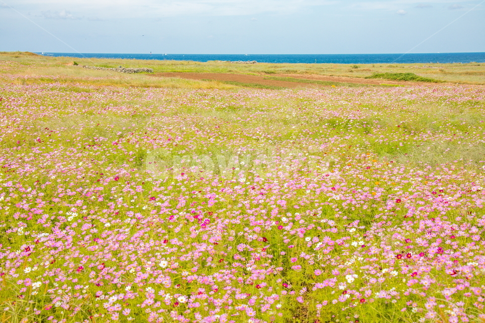 코스모스,꽃,하늘,가파도,풍경,가을,계절,fall,autumn,season,자연,풍경,nature,landscape,grassland,목초지,field,들,outdoors,옥외,rural,농촌,farm,농장