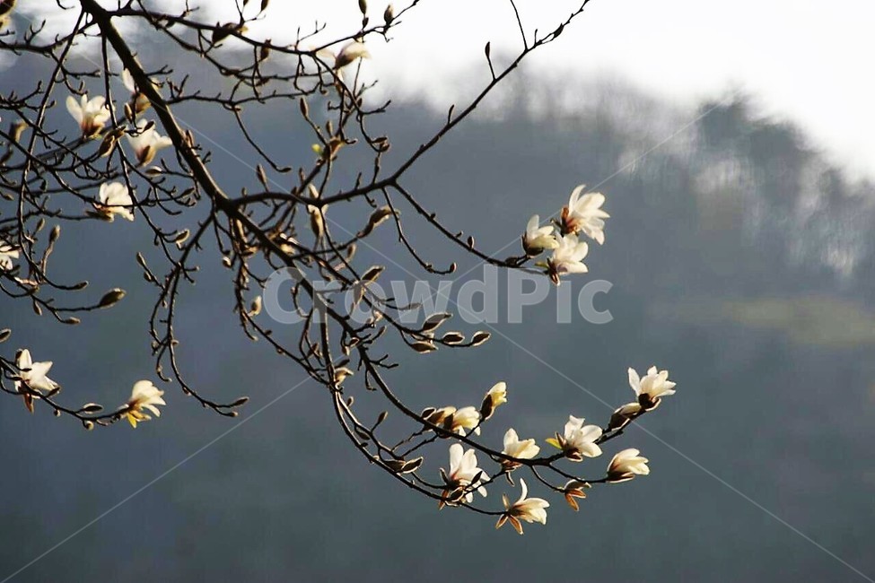 자연,식물,꽃,목련꽃,봄,spring,하늘,nature,sky,감성,풍경,계절,season,자연풍경,식물,자연,plants,nature,꽃,flower