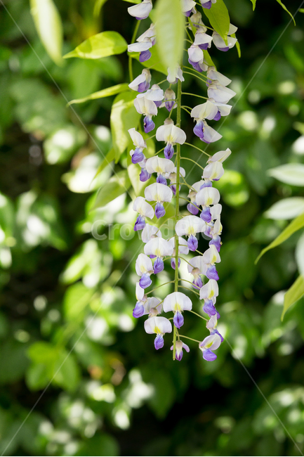 초롱꽃,보라색꽃,본꽃,봄,귀여운,봄,계절,spring,season,식물,자연,plants,nature,꽃,flower,plant