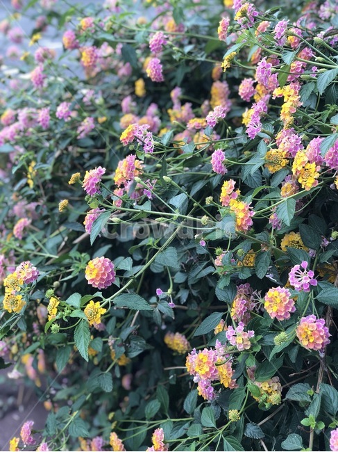blossom,꽃,geranium,제라늄,flower,plant,식물