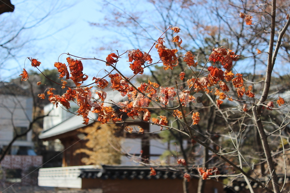 가을,고즈넉,낙엽,단풍,하늘,바스락,마른가지,초겨울,가을,계절,fall,autumn,season,leaf,잎,plant,식물,tree,나무