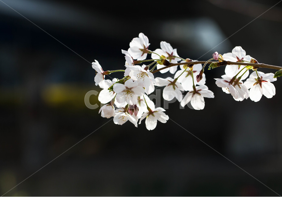 봄,꽃,봄꽃,벚꽃,계절,봄,계절,spring,season,식물,자연,plants,nature,꽃,flower,plant